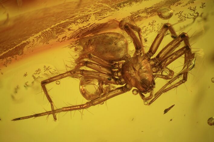 Detailed Fossil Spider (Aranea) In Baltic Amber #58040